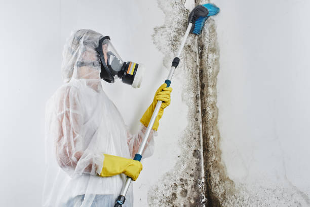 Mold Removal for HVAC Installations in Duvall, WA